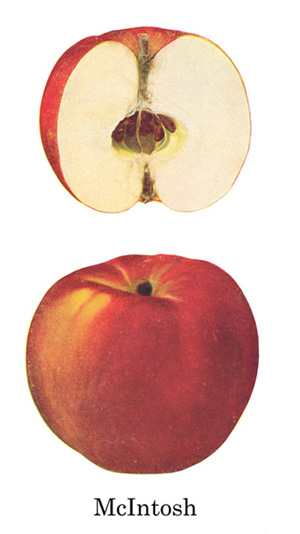 McIntosh apple