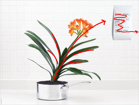 Photograph of plant in pot with receipt with red lines indicating direction of the viewer's gaze