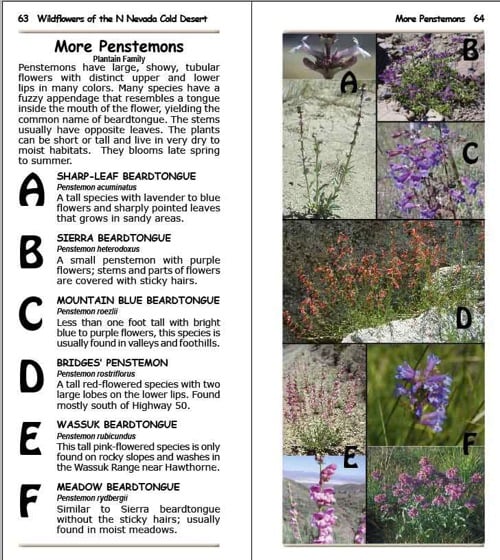 1-Sample-composite-pageB.jpg 1 Sample composite pageB