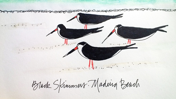 T.blackskimmers