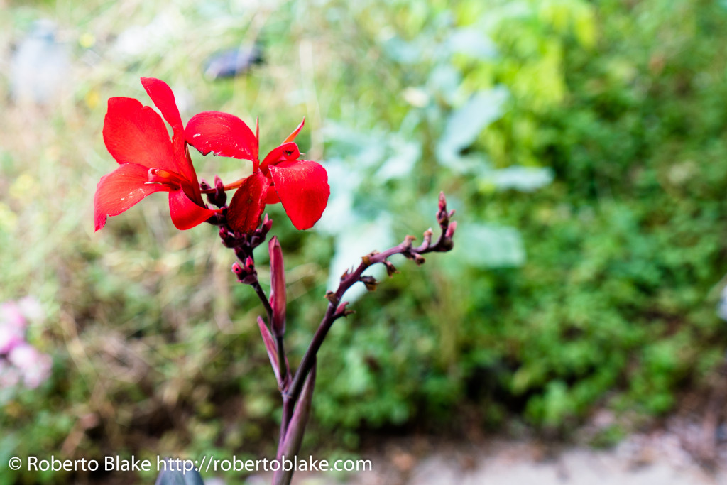 Photograph shot with Sony A7r II, 24-70mm F/4 by Roberto Blake