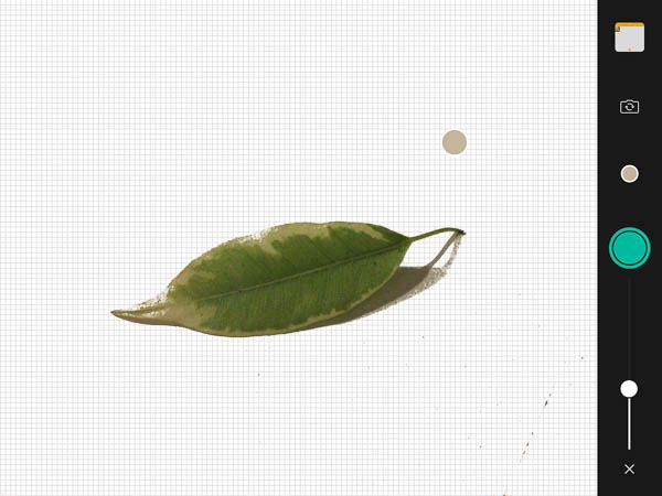Leaf being sampled by Adobe Capture app