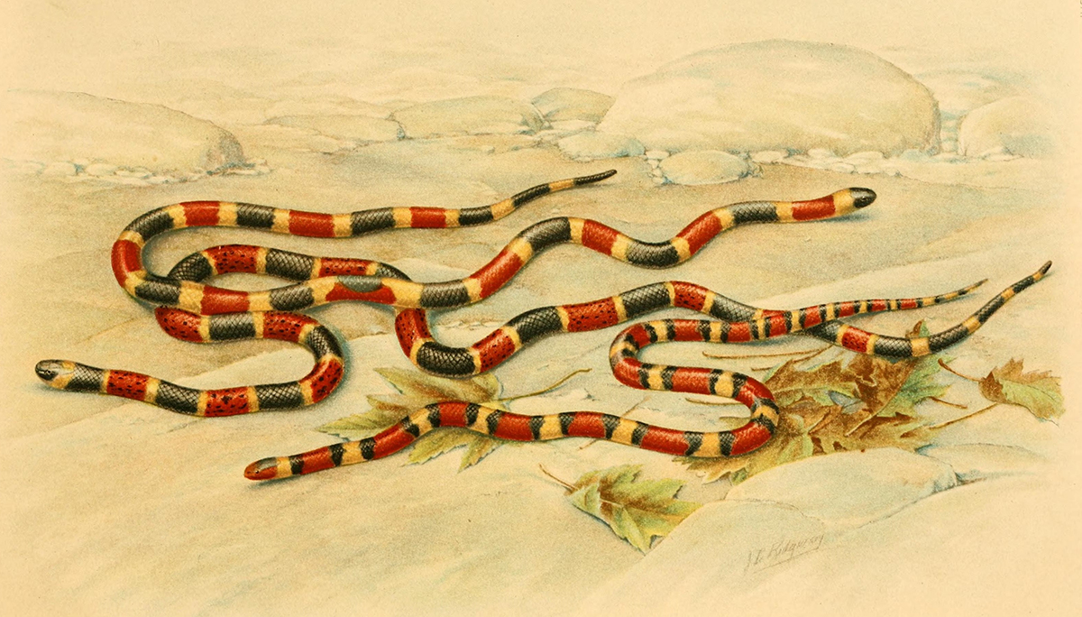 similar-looking venomous and non-venomous snakes