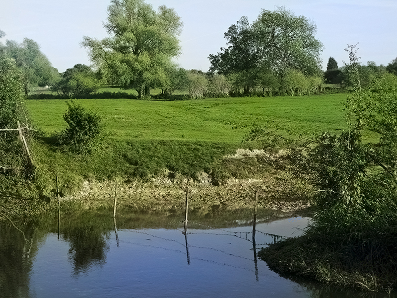 Photo of river with field and trees automatically colorized with Photoshop