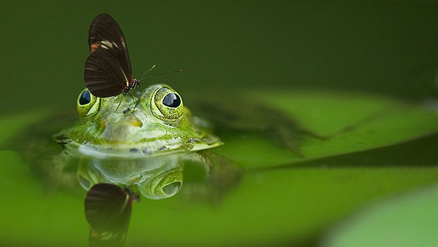 Butterfly perched on the head of a green frog poking out of water