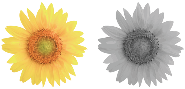 Same photo of yellow daffodil blossom head-on: left photo in color, right photo in black and white.