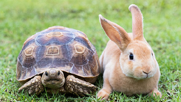 tortise and hare