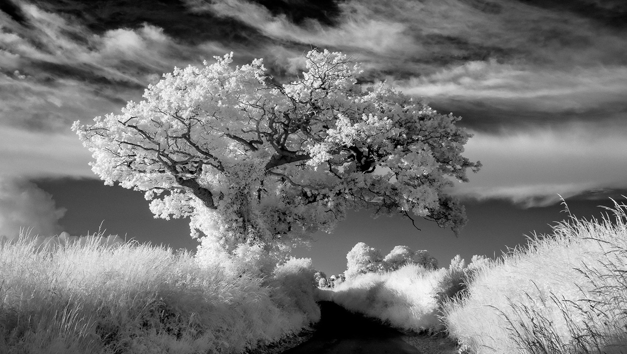 A Different Light: An Introduction to Infrared Photography ...