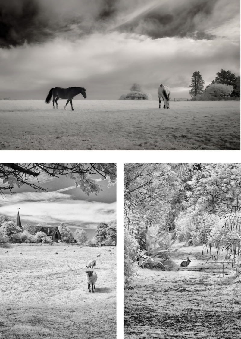 Three photos — one of horse grazing, one of sheep in field, one of rabbit in woods — all in b/w infrared