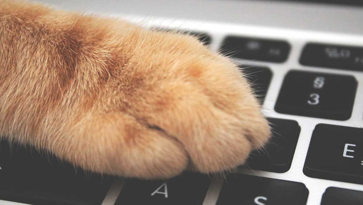 cat paw on a Mac laptop keyboard