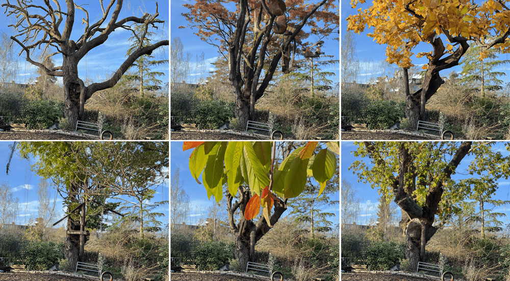 Figure 29. Adding leaves to a tree seems beyond Photoshop’s present capabilities.