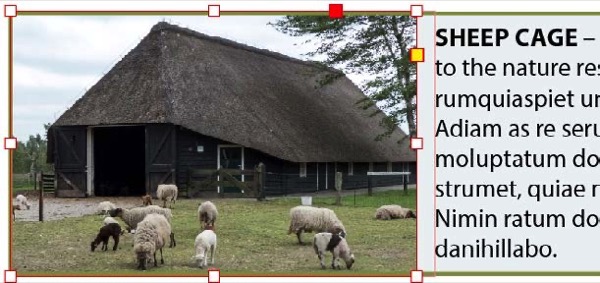 Image in green bordered text frame shows photo of sheep grazing. A text wrap has been applied to the image frame, offsetting the text to the right.