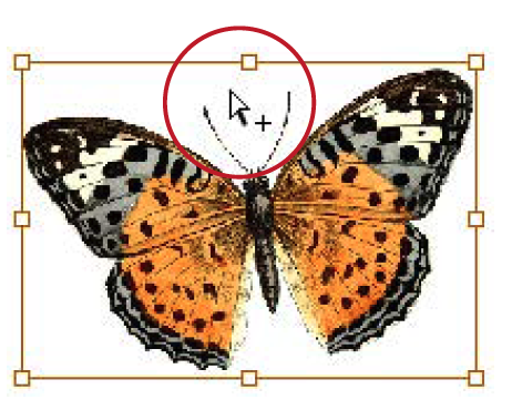 Image of butterfly drawing with bounding box selected. Red circle draws reader's attention to cursor of white arrow (direct selection tool) with + icon.