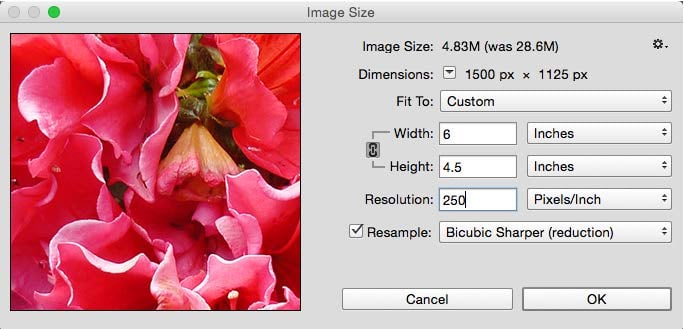 Image Size dialog box shows preview of rose photo and these settings: Image Size: 4.83M (was 28.6M); Dimensions: 1500 px × 1125 px; Fit To: Custom; Width: 6 Inches and Height: 4.5 Inches (lock icon active for preserving proportions); Resolution: 250 Pixels/Inch. Resample: Bicubic Sharper (reduction) is selected.