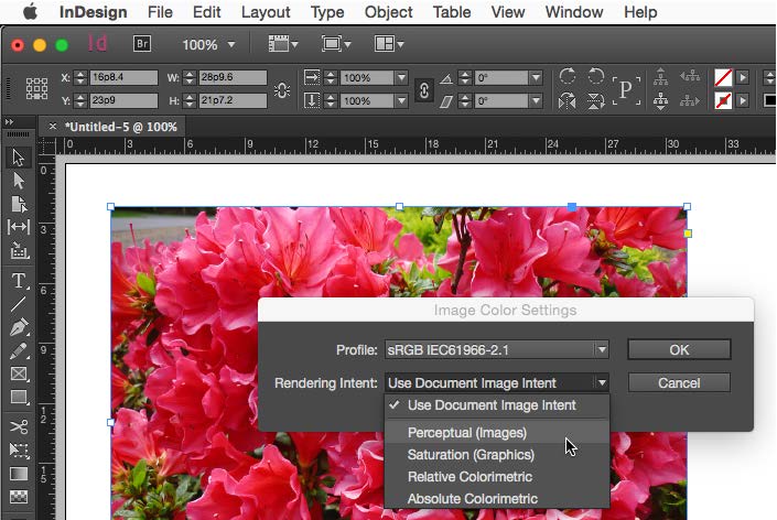 Image Color Settings dialog box is active. Profile: sRGB IEC61966-2.1. Rendering Intent: Use Document Image Intent is checked, Perceptual (Images) is highlighted in active menu.
