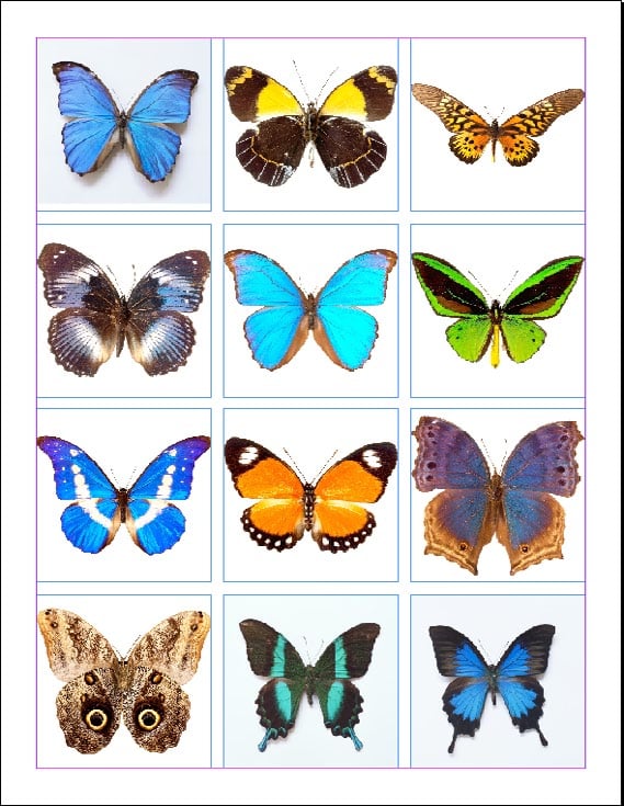 InDesign screen shot shows document in grid of 3 columns by 4 rows, with each graphic frame containing a photo of a butterfly.